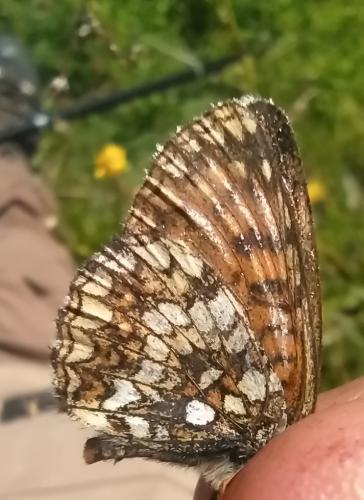 Melitaea diamina
