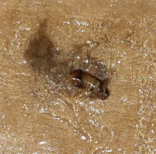 Anthrenus sp.