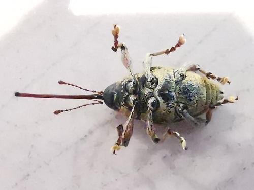 Réf. 294 133 : Curculio sp.