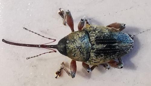 Réf. 294 135 : Curculio sp.