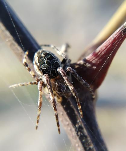 Larinioides sclopetarius