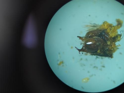 Melitaea diamina