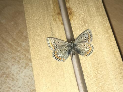 Réf. 294 919 : Polyommatus sp.