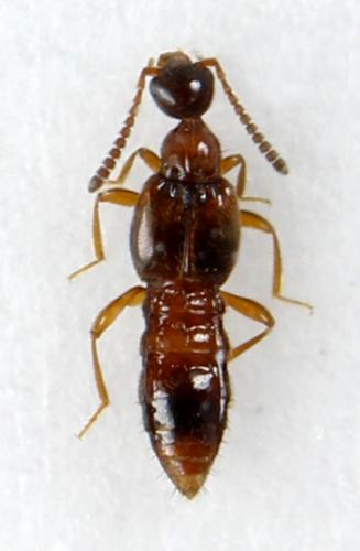 Réf. 294 175 : Autalia sp.