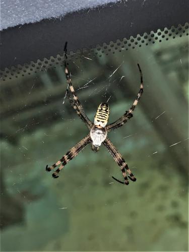 Argiope bruennichi