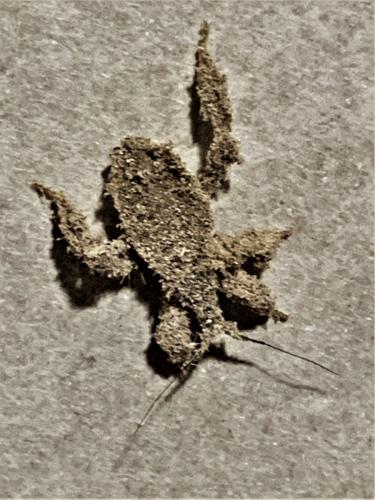 Reduvius personatus