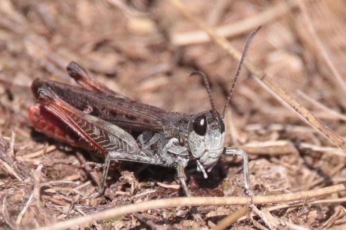 Myrmeleotettix maculatus maculatus