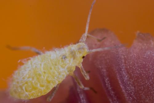 Subsaltusaphis sp.