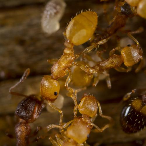 Réf. 294 741 : Temnothorax sp.
