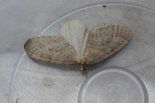 Réf. 294 154 : Operophtera sp.