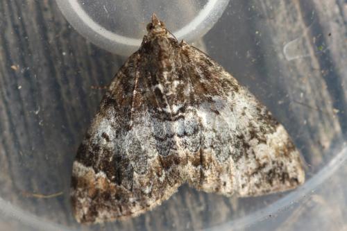 Réf. 294 461 : Dysstroma truncata