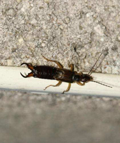 Forficula auricularia