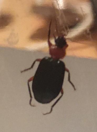 Réf. 294 999 : Lebia sp.