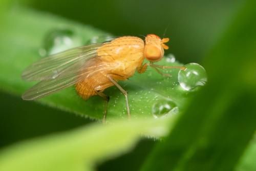 Réf. 294 977 : Sapromyzosoma quadripunctata