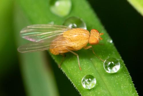 Réf. 294 976 : Sapromyzosoma quadripunctata