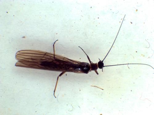Leuctra fusca