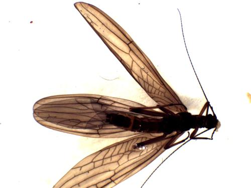 Réf. 294 586 : Leuctra major