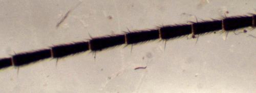 Leuctra major