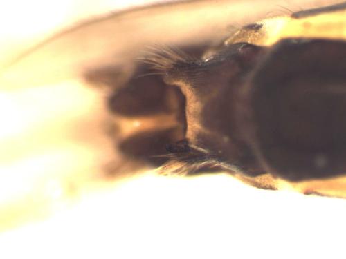 Leuctra major