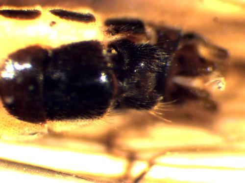 Leuctra fusca