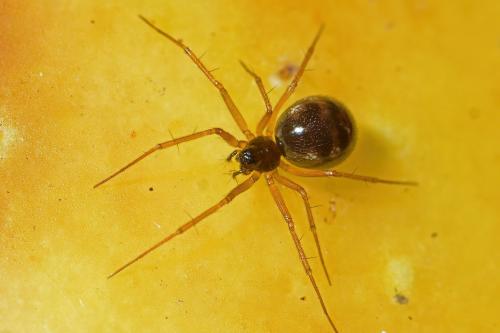 Réf. 294 432 : Tenuiphantes sp.