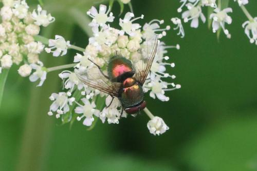 Lucilia sp.