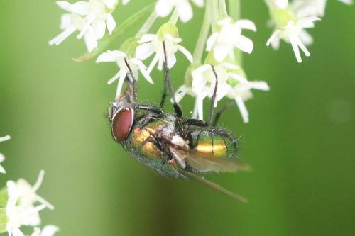 Lucilia sp.