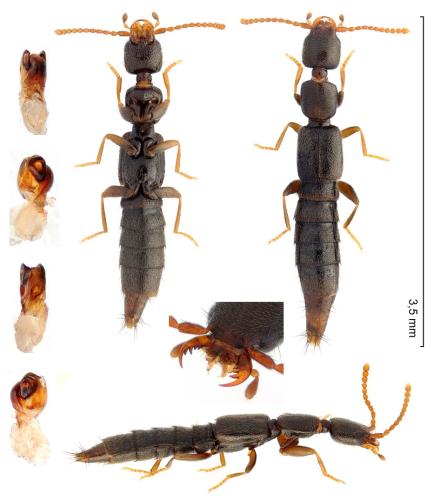 Luzea nigritula