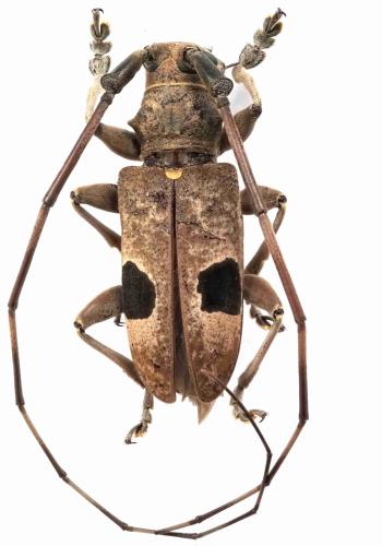 Monochamus bimaculatus