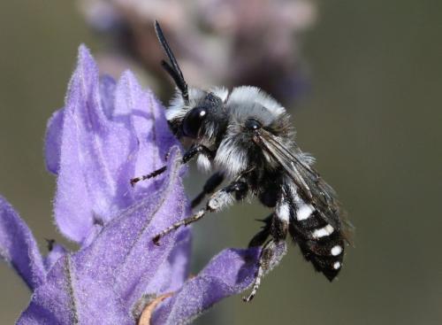 Réf. 294 963 : Melecta albifrons