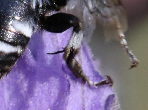 Melecta albifrons