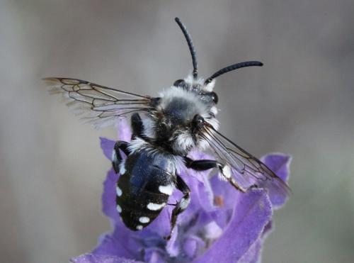Réf. 294 964 : Melecta albifrons