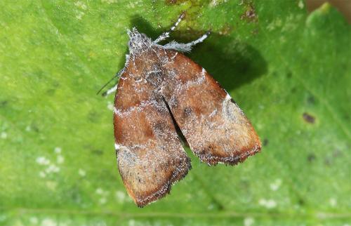 Réf. 294 505 : Choreutis nemorana