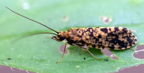 Philopotamus montanus