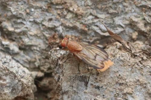 Minettia inusta