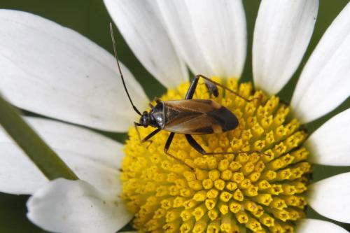 Réf. 294 985 : Adelphocoris seticornis