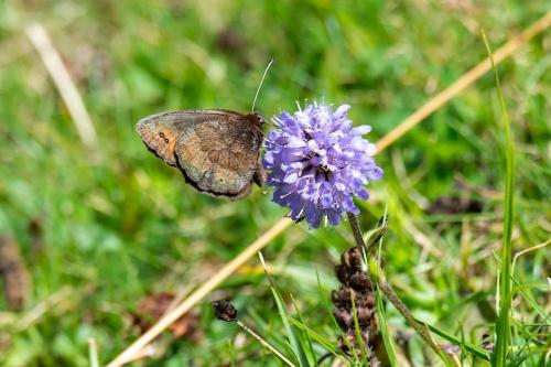 Erebia pronoe