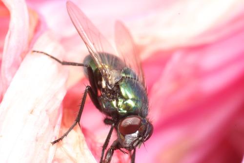 Réf. 294 401 : Neomyia cornicina