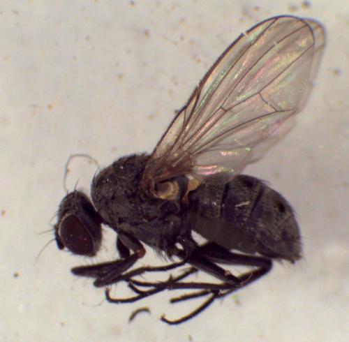 Azelia sp.