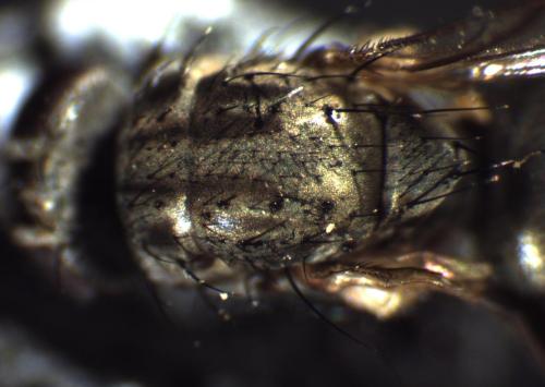 Azelia sp.