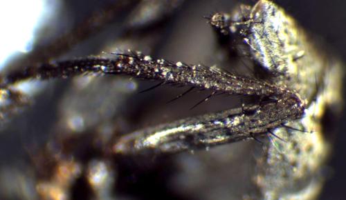 Réf. 294 212 : Azelia sp.
