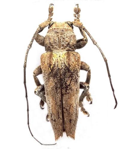 Niphona longesignata