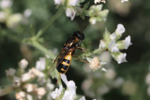 Réf. 294 451 : Odontomyia annulata