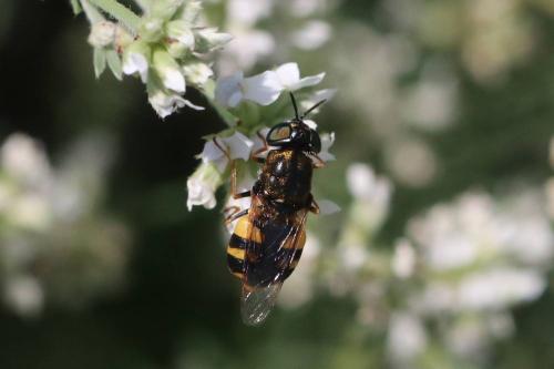 Réf. 294 452 : Odontomyia annulata