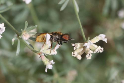 Réf. 294 456 : Odontomyia annulata