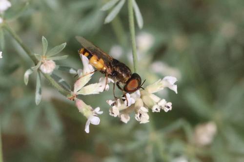 Réf. 294 457 : Odontomyia annulata
