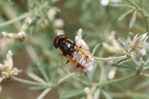 Odontomyia annulata