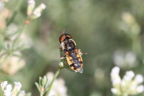 Réf. 294 453 : Odontomyia annulata