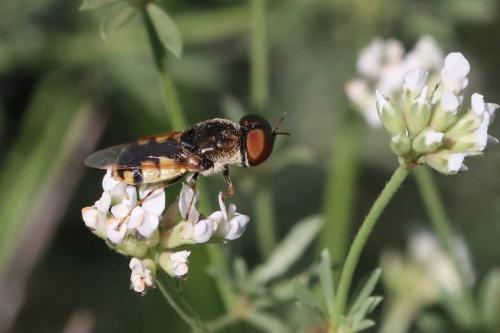 Réf. 294 454 : Odontomyia annulata