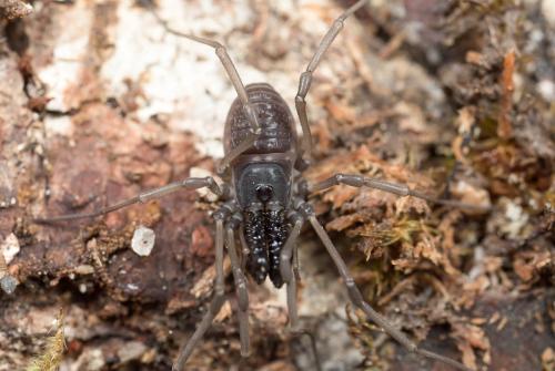 Ischyropsalis luteipes